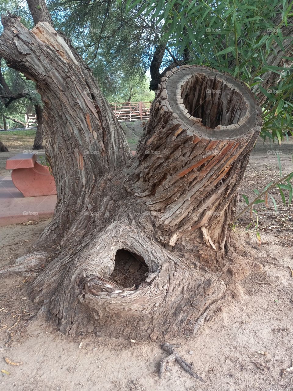 A Hollowed Out Tree