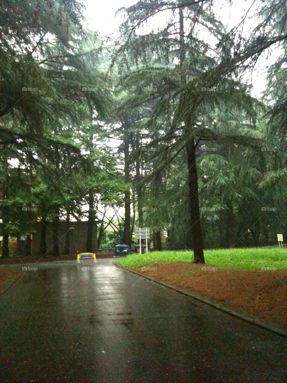 Tree, No Person, Road, Guidance, Light