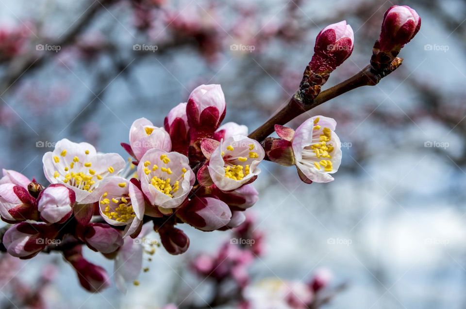 Blossoming branch of apricot.