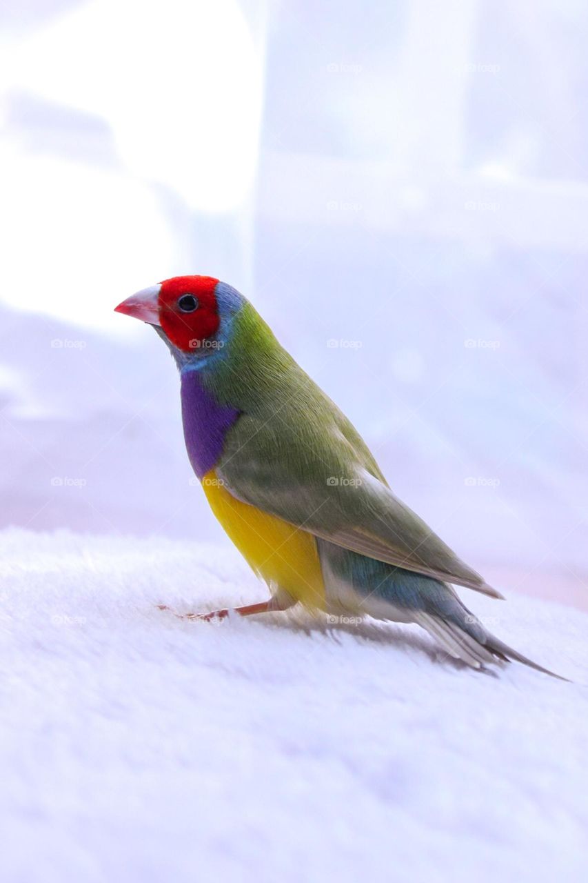 Gouldian finch