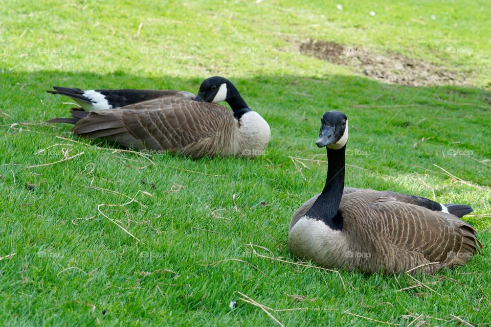 Two goose resting on grass