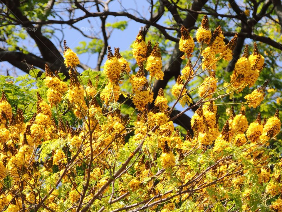 flowers  - tipuana  tree