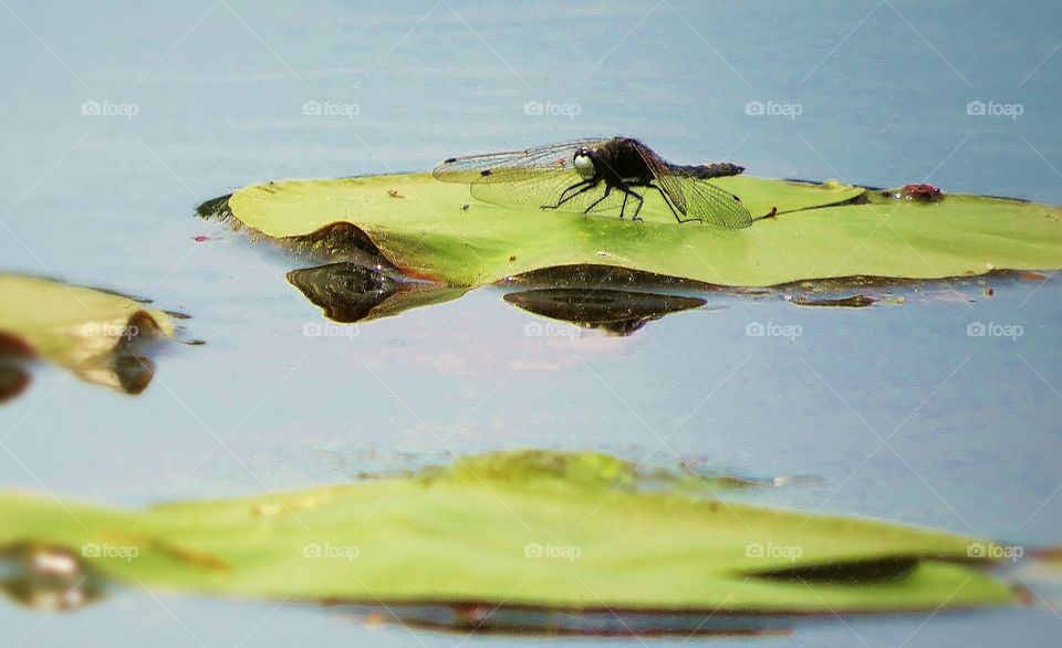 Dragonfly rests on a Lilypad