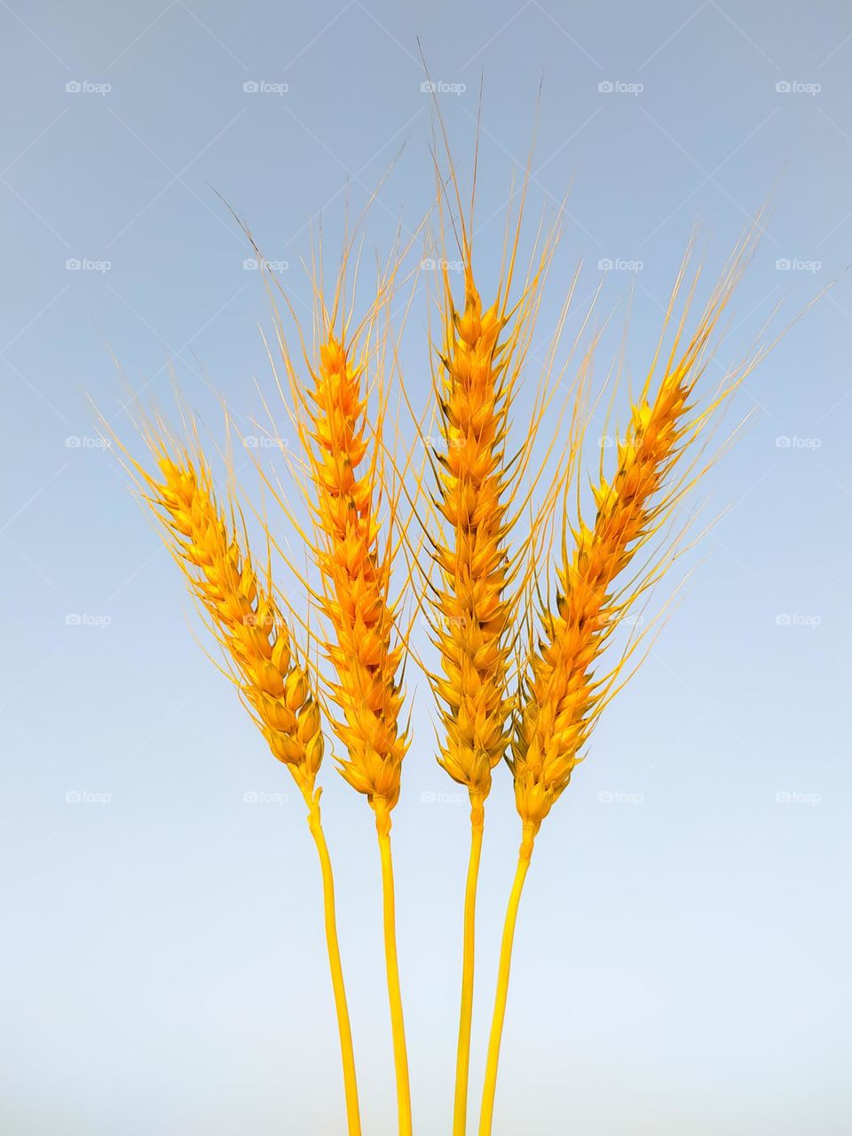 A close Up shot of golden wheat rye isolated on a sky background