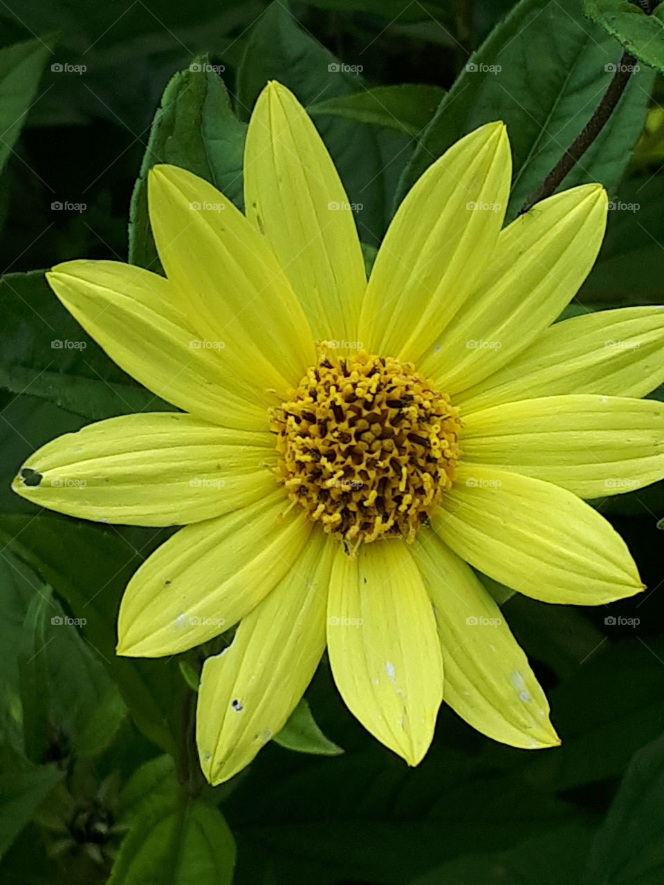 No Person, Nature, Leaf, Summer, Flower