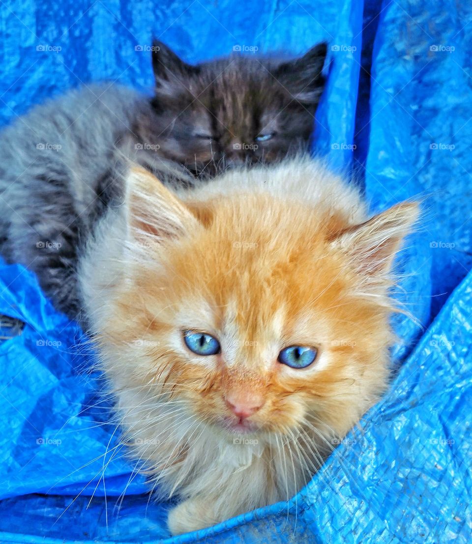 kittens taking cat nap