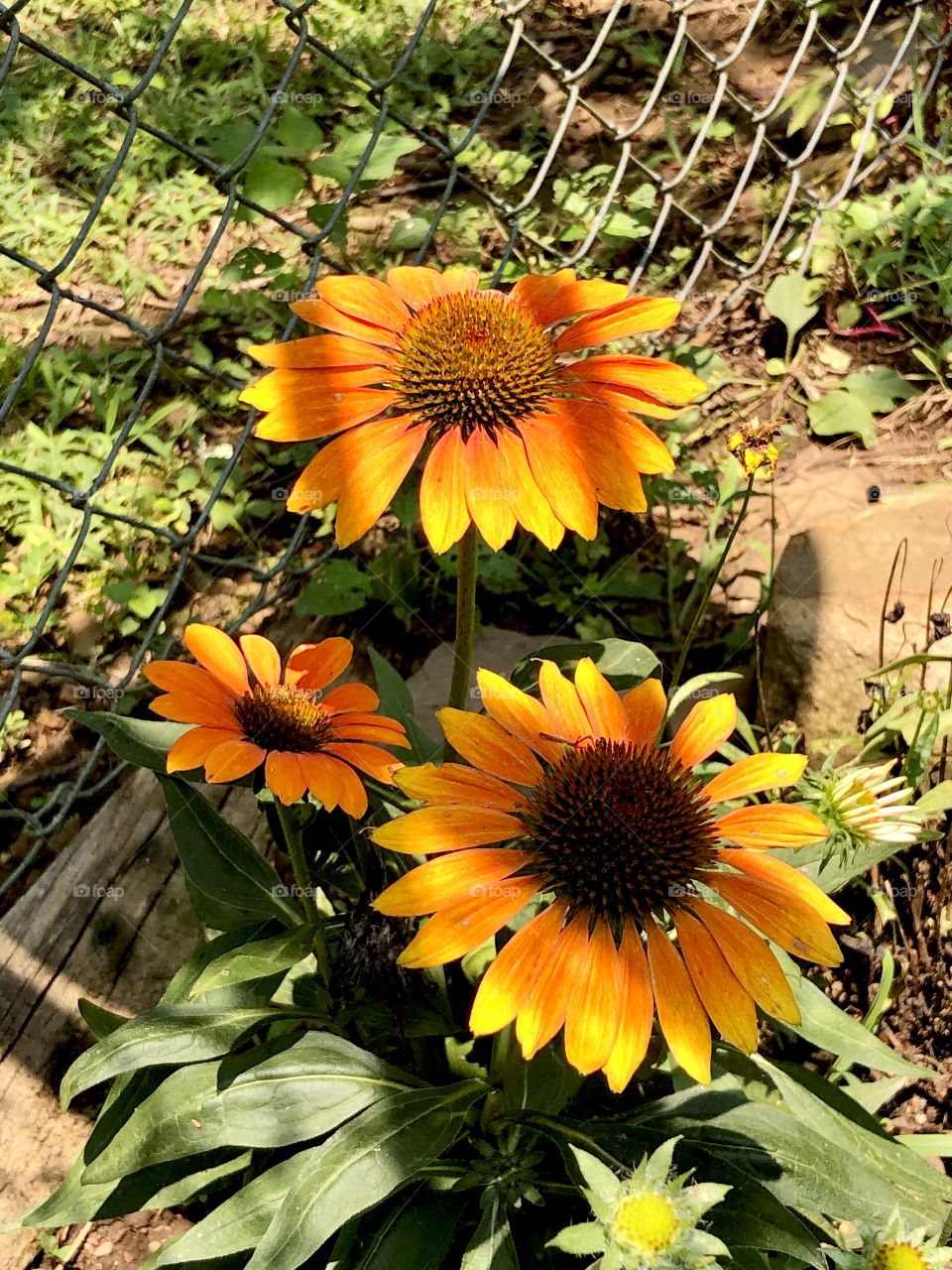 Fence shadows on orange coneflower 