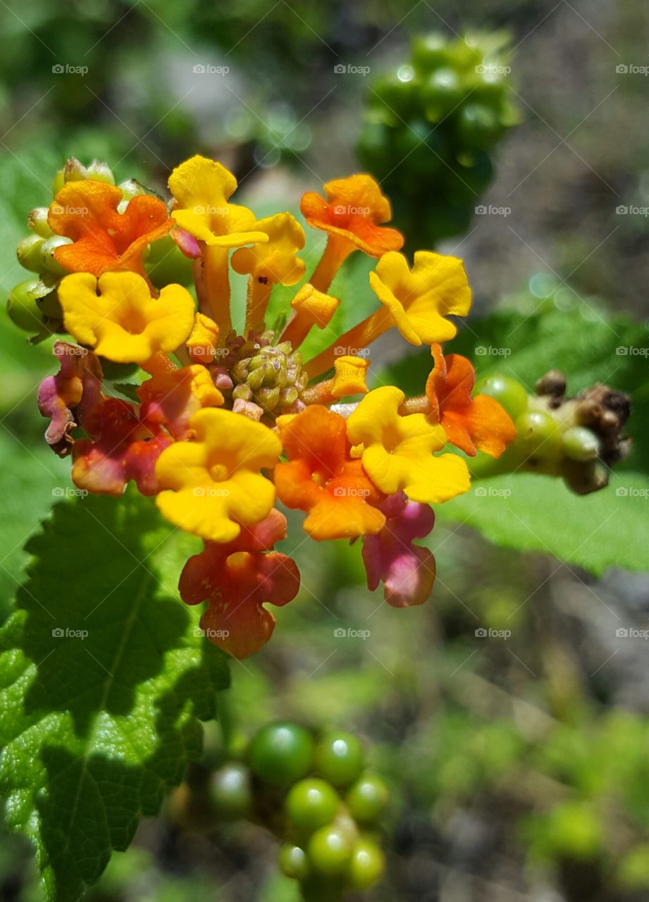 Nature, Fruit, Leaf, Flora, No Person