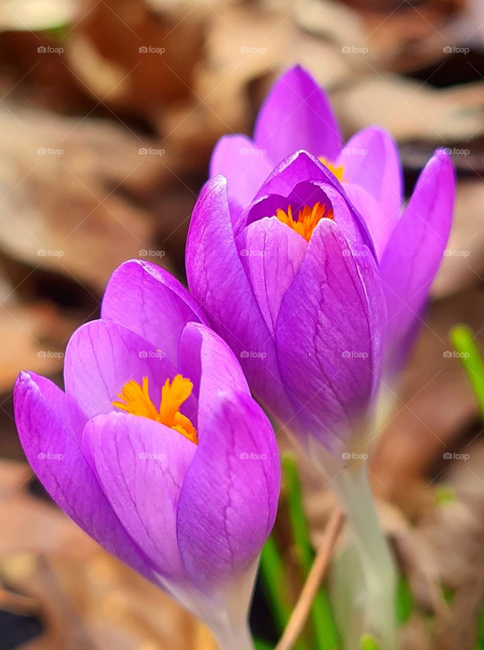 Dutch flowers