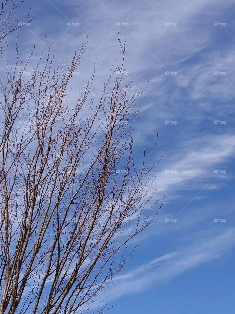 partly cloudy sky and tree branches