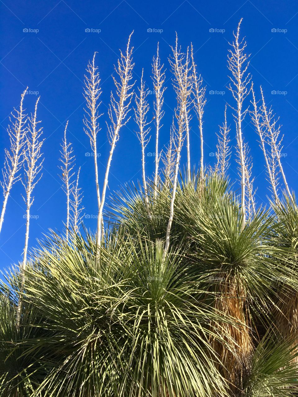 Yucca against the sky in New Mexico 