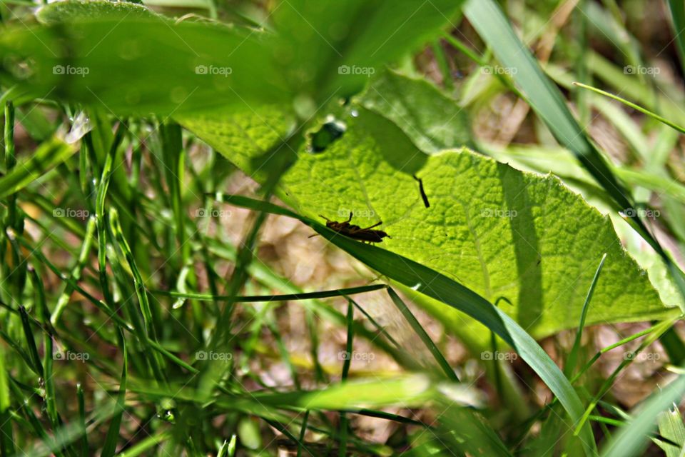 Beetle on plants