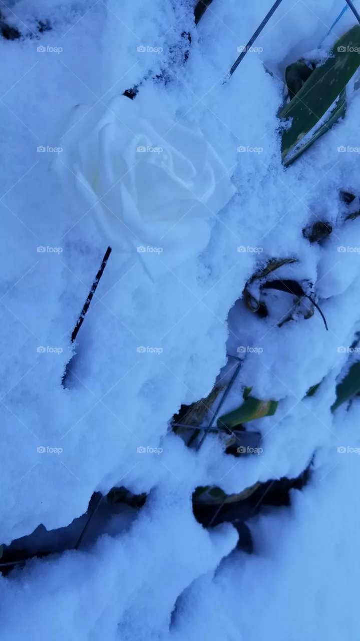 snow