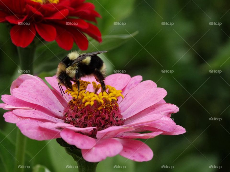 Bee Pollinating A Pink Zinnia Flower. Honeybee At Work

