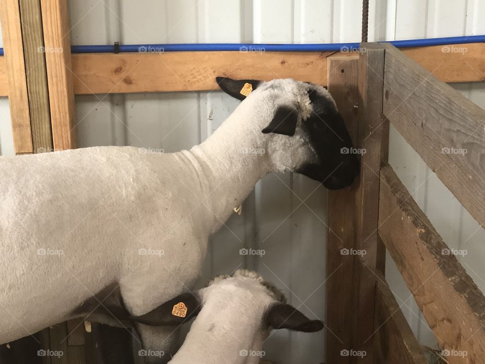 Sheep that have been shared