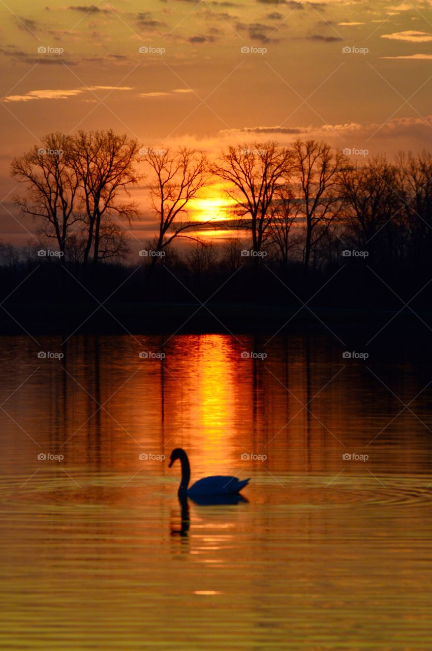Swan Sunset 
