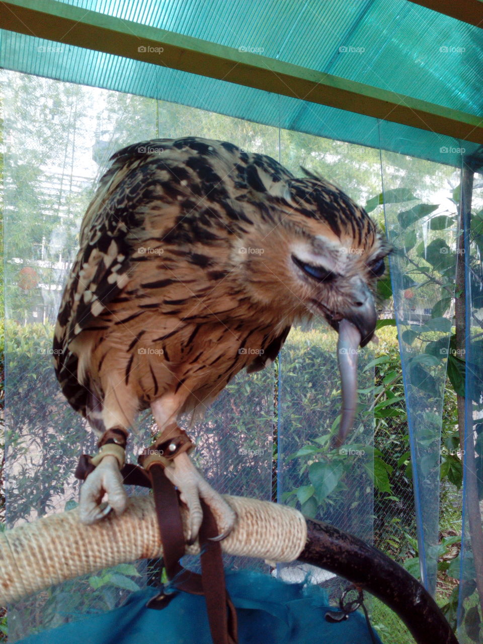 Owl eating fish