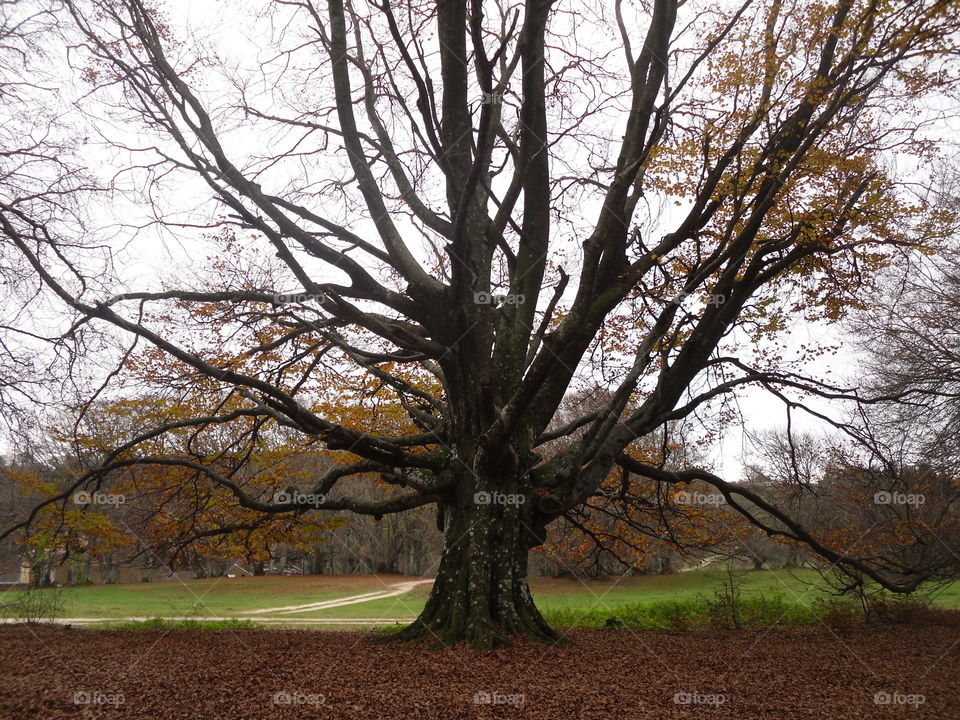 autumn tree