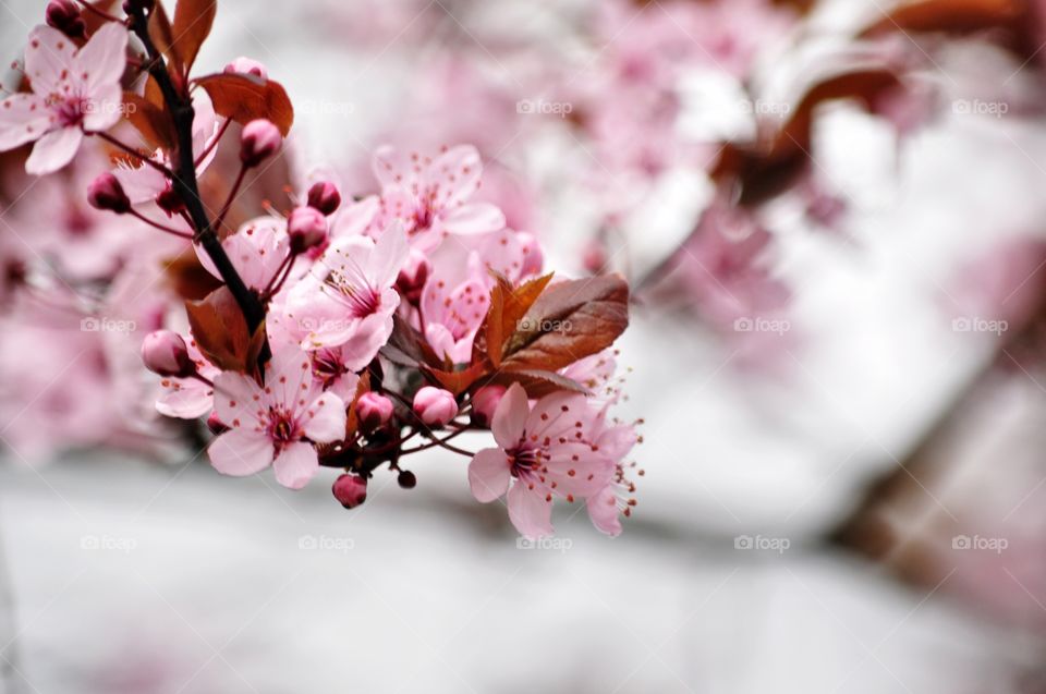 No Person, Flower, Nature, Cherry, Leaf