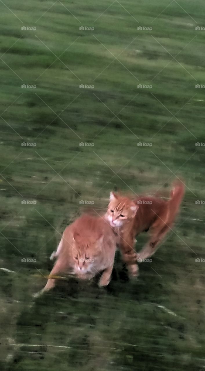 Brothers always playing chase. Whose the fastest?