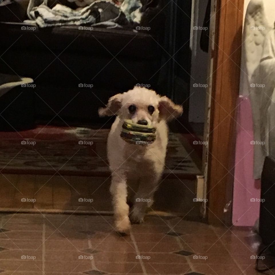 Dog with hamburg toy in mouth.