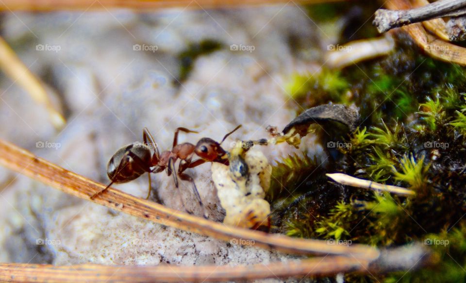 Close-up of an ant eating