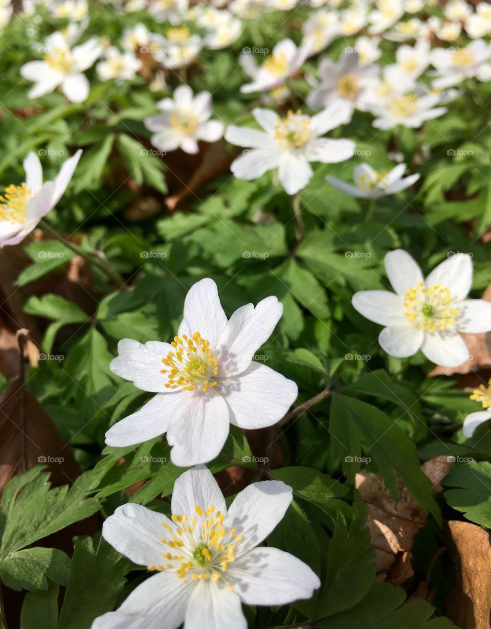 Spring flowers in a park in Malmö, Sweden.