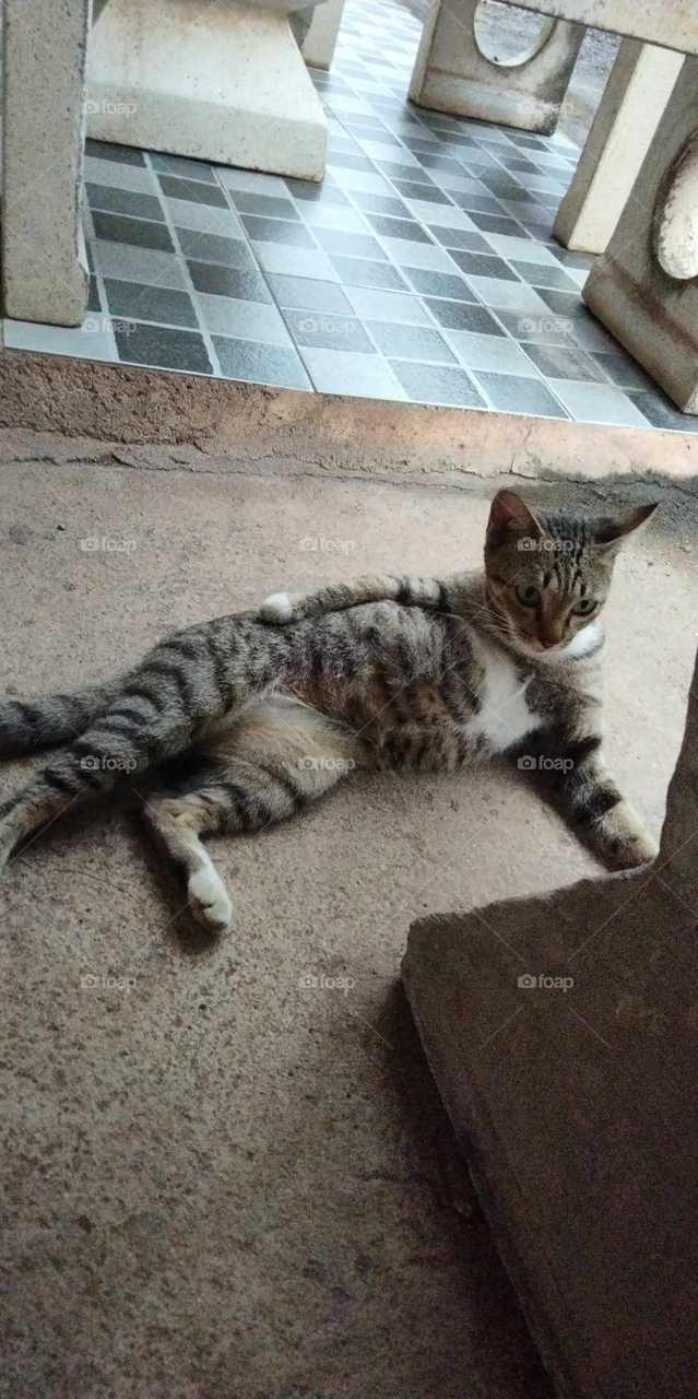 The cat is acting cute with you.