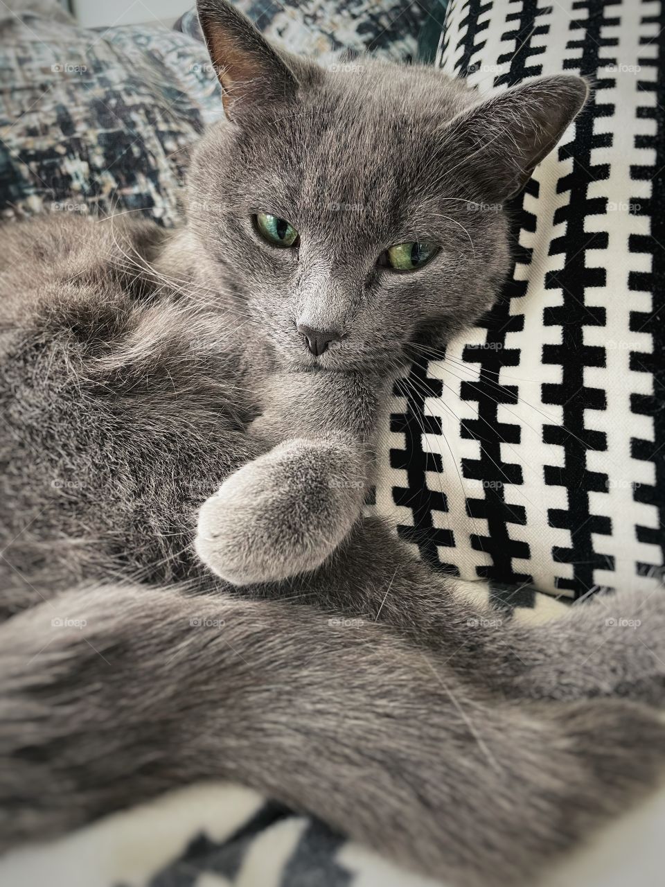 Grey cat chilling on a sofa