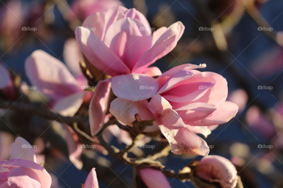 When magnolia is blooming 