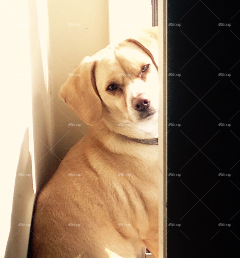 Portrait of a beagle