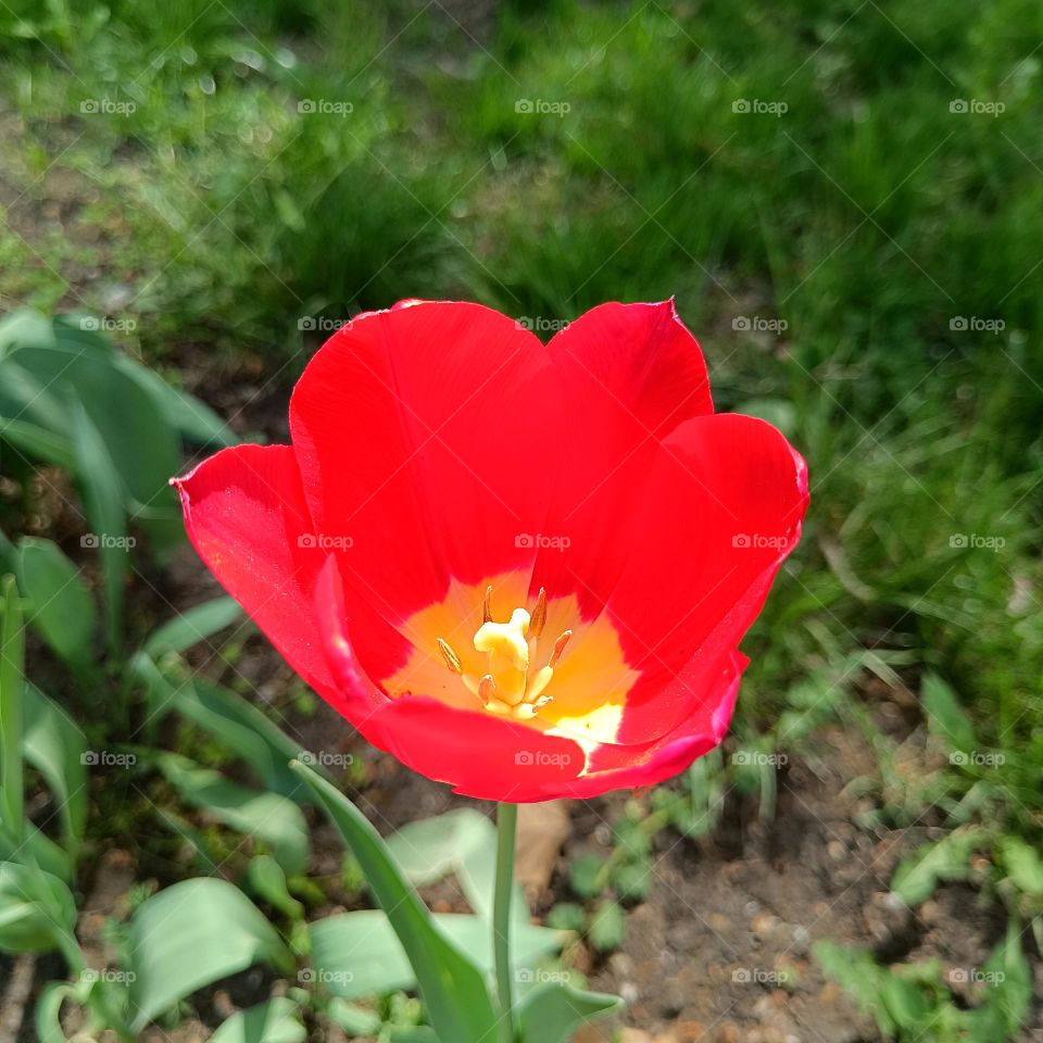 red tulip