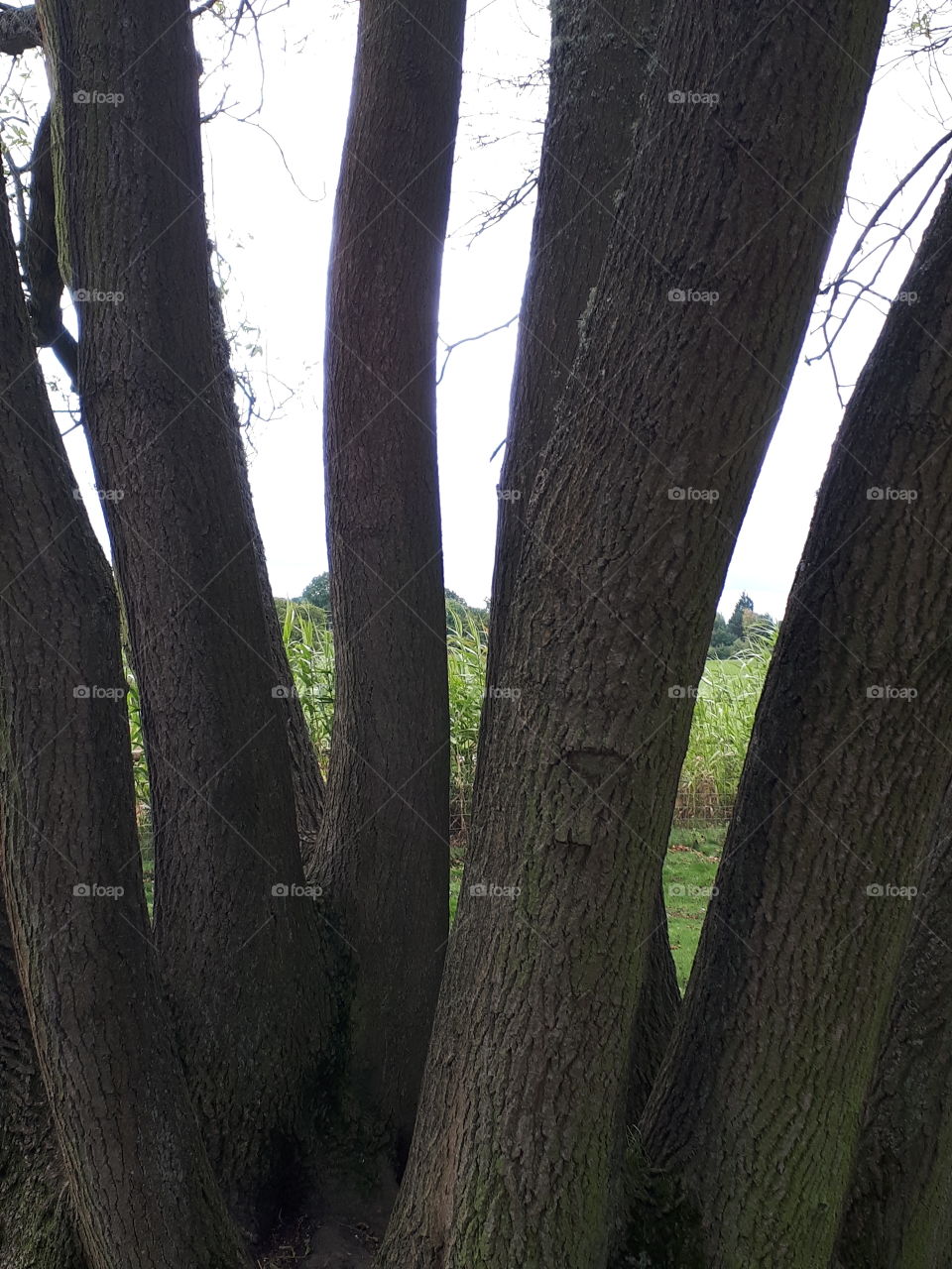 Tree, Wood, Landscape, No Person, Nature