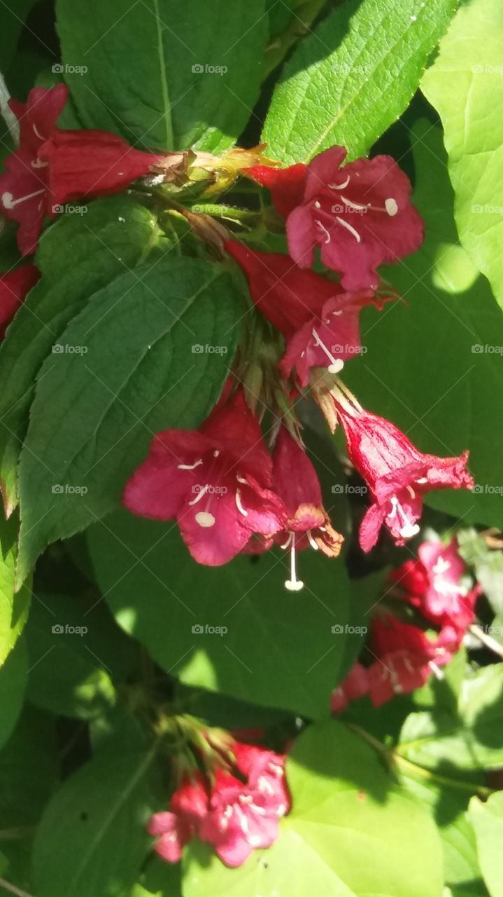 flowers