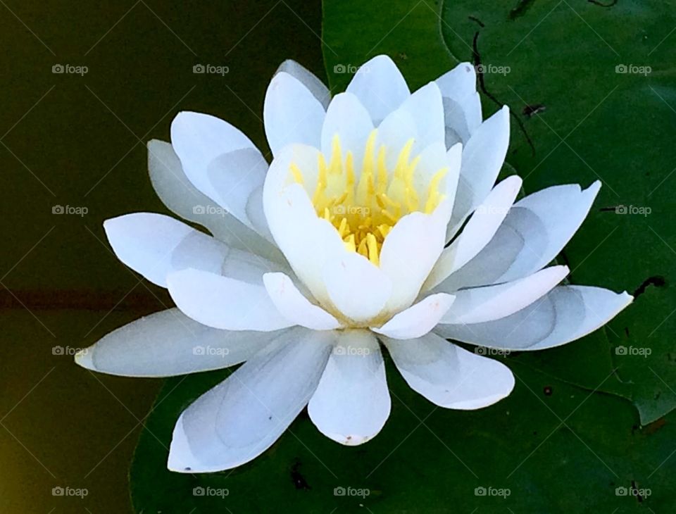 Water lily 