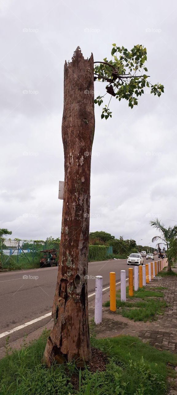 palm tree headless