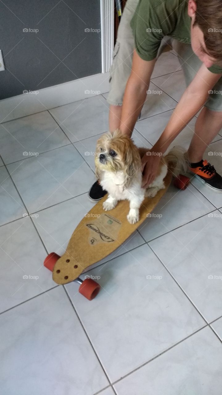 longboarding pup