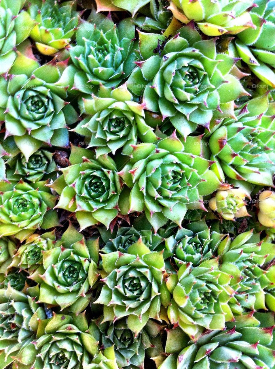 Green groundcovering stonecrop plant.