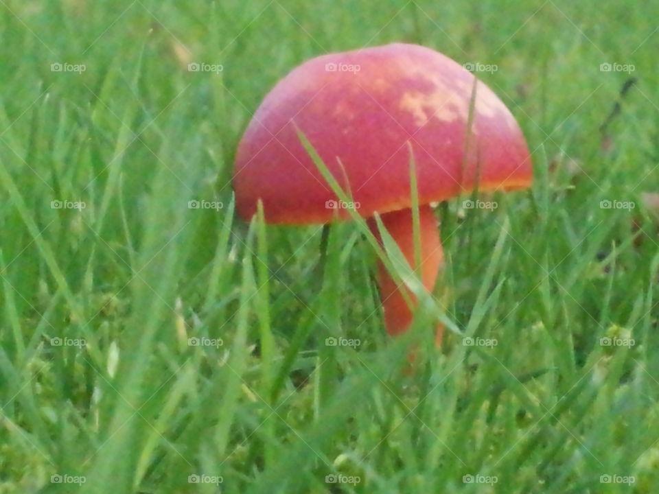 Scarlet red toadstool surrounded by lush green grass