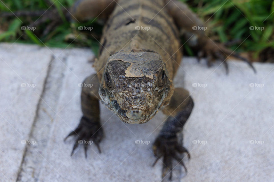 nature lizard reptile mexico by jrdrmc