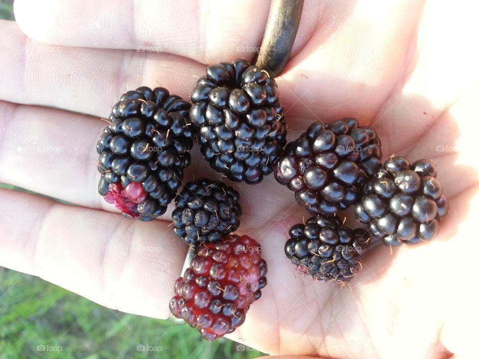 berries