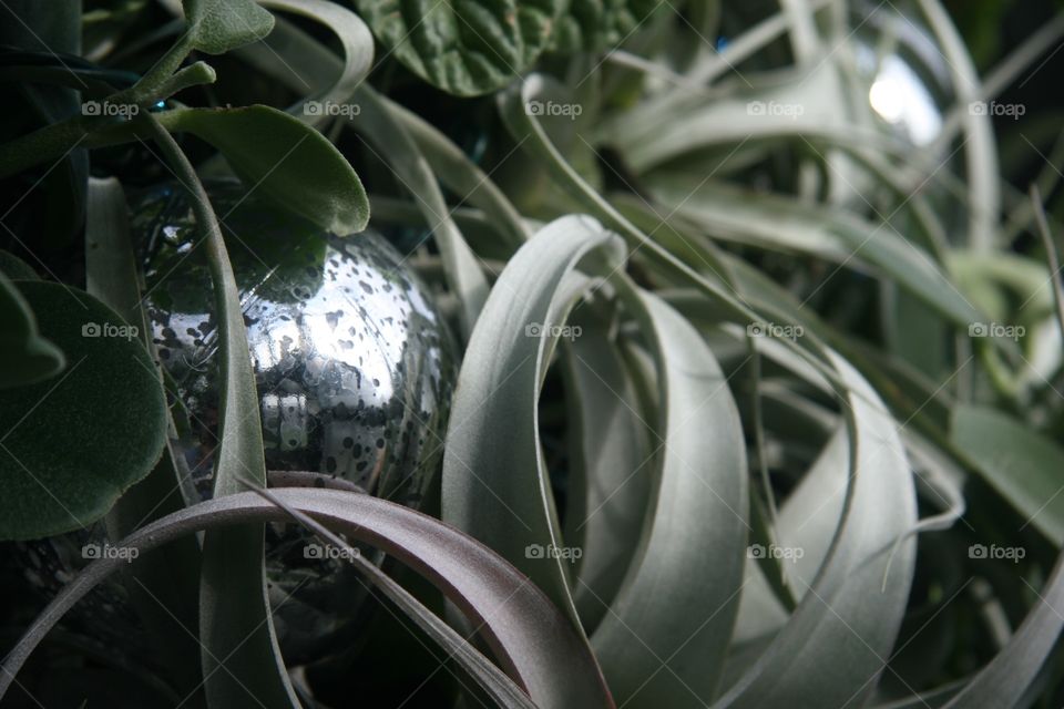 Floral, foliage, grey, ornaments 