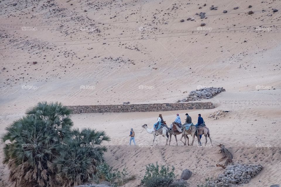 Camel riding in Luxor , Egypt