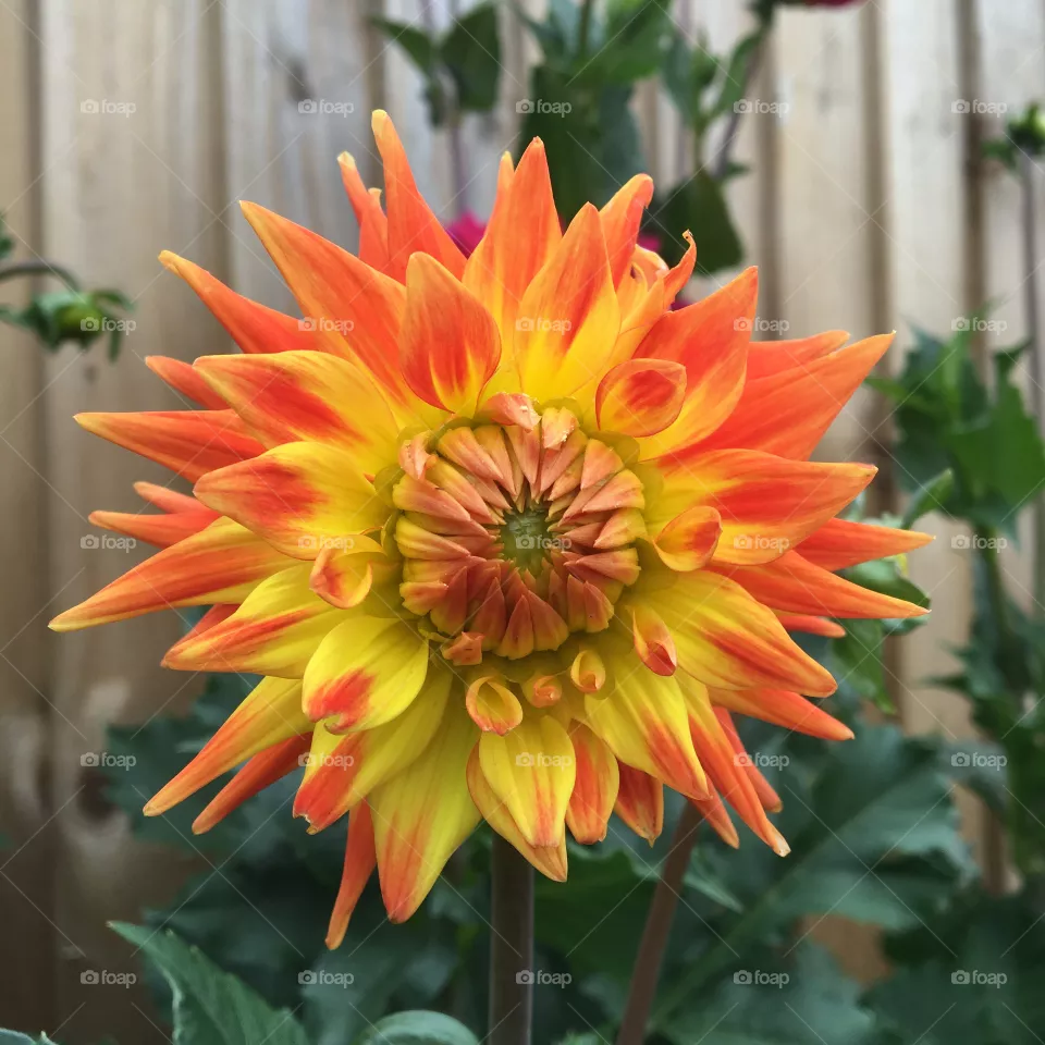 Dahlia