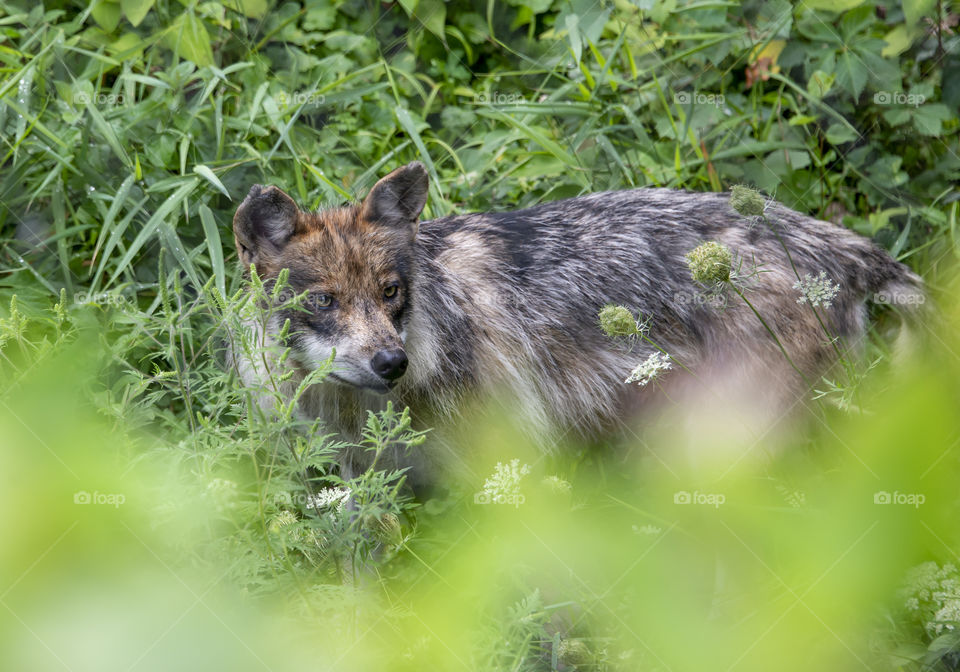 Mexican wolf hiding in the grass
