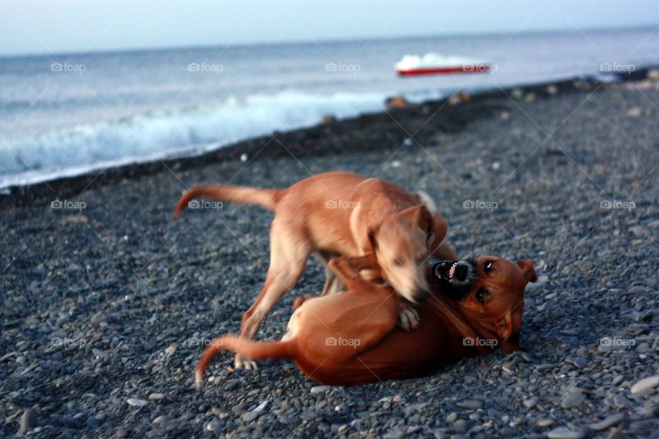 Beach, Water, Sea, Dog, No Person