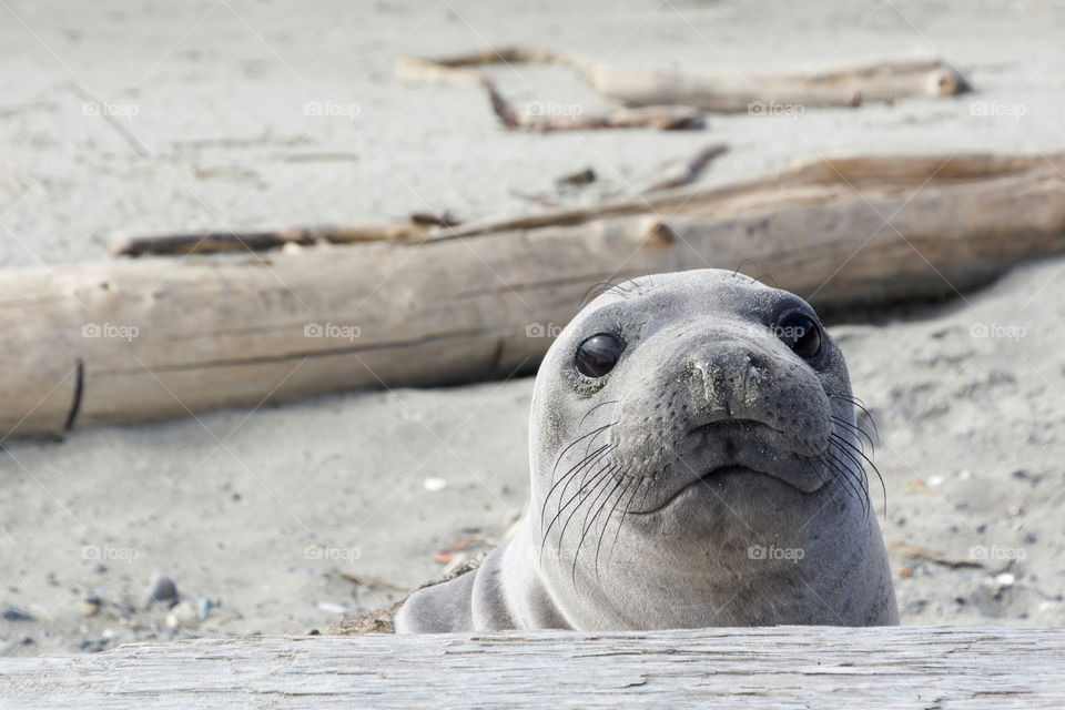 Cute elephant seal