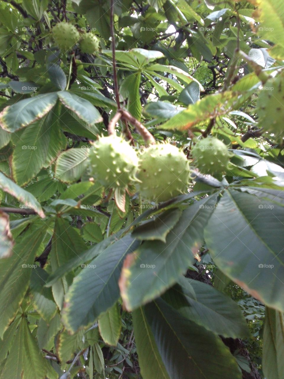 Chestnuts