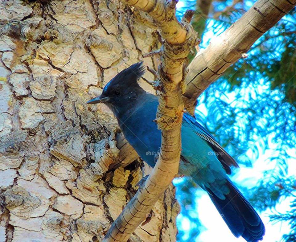 Stellar Jay