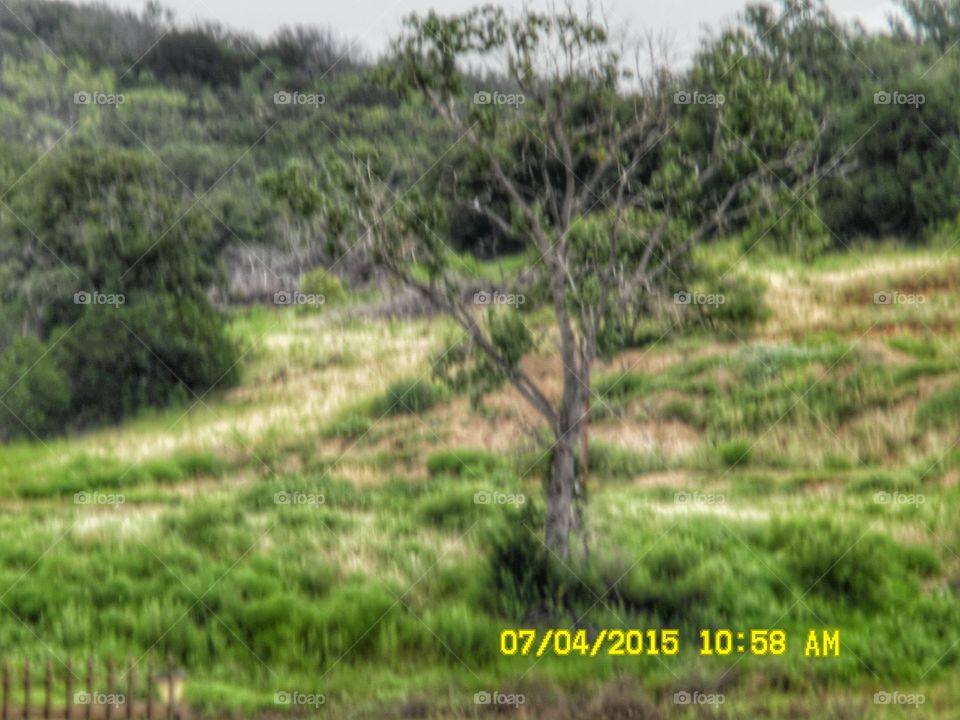 tall oak tree 🎄. This is a picture of a beautiful oak tree 🎄 that I saw while out walking 🚶 🏃 🔥 💨 east of Graham Texas